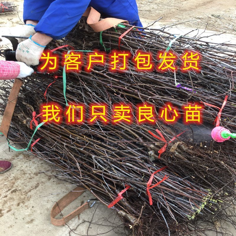 葫芦枣树苗嫁接品种枣树苗南北方种植枣树苗包品种