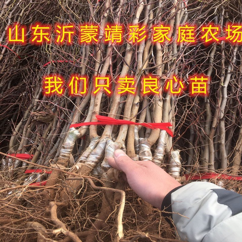 葫芦枣树苗嫁接品种枣树苗南北方种植枣树苗包品种