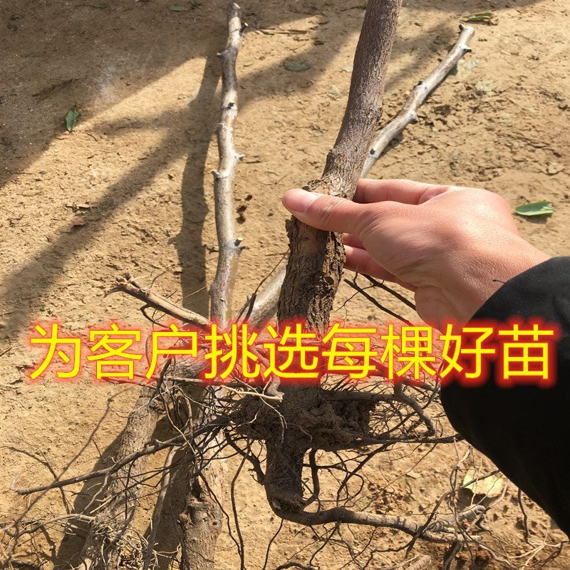 葫芦枣树苗嫁接品种枣树苗南北方种植枣树苗包品种