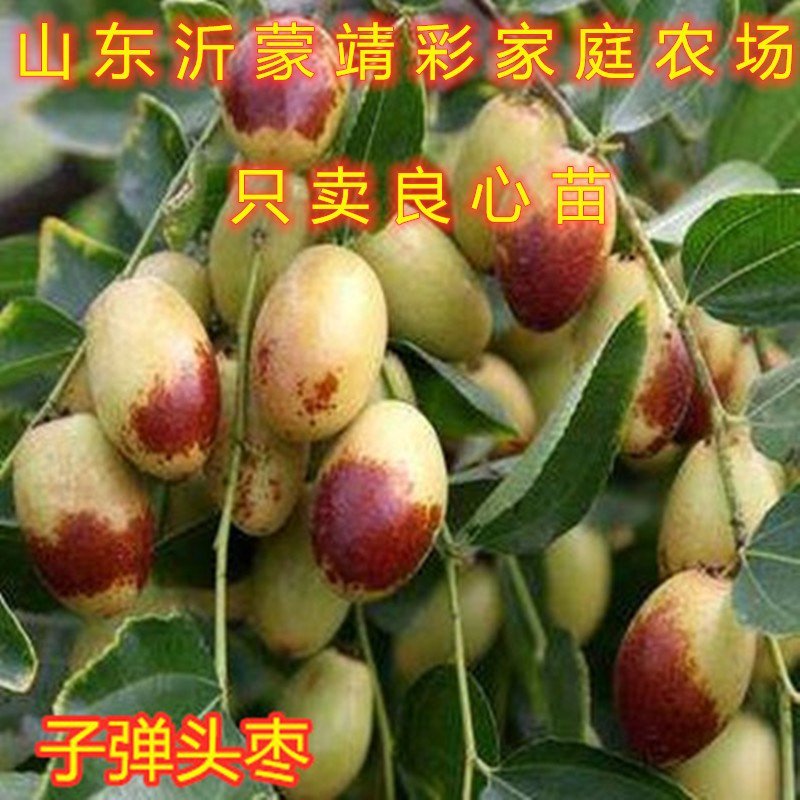 葫芦枣树苗嫁接品种枣树苗南北方种植枣树苗包品种