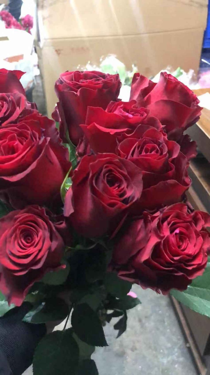 正品红玫瑰四季开花，花朵大，花瓣厚，一年四季可栽假一赔百