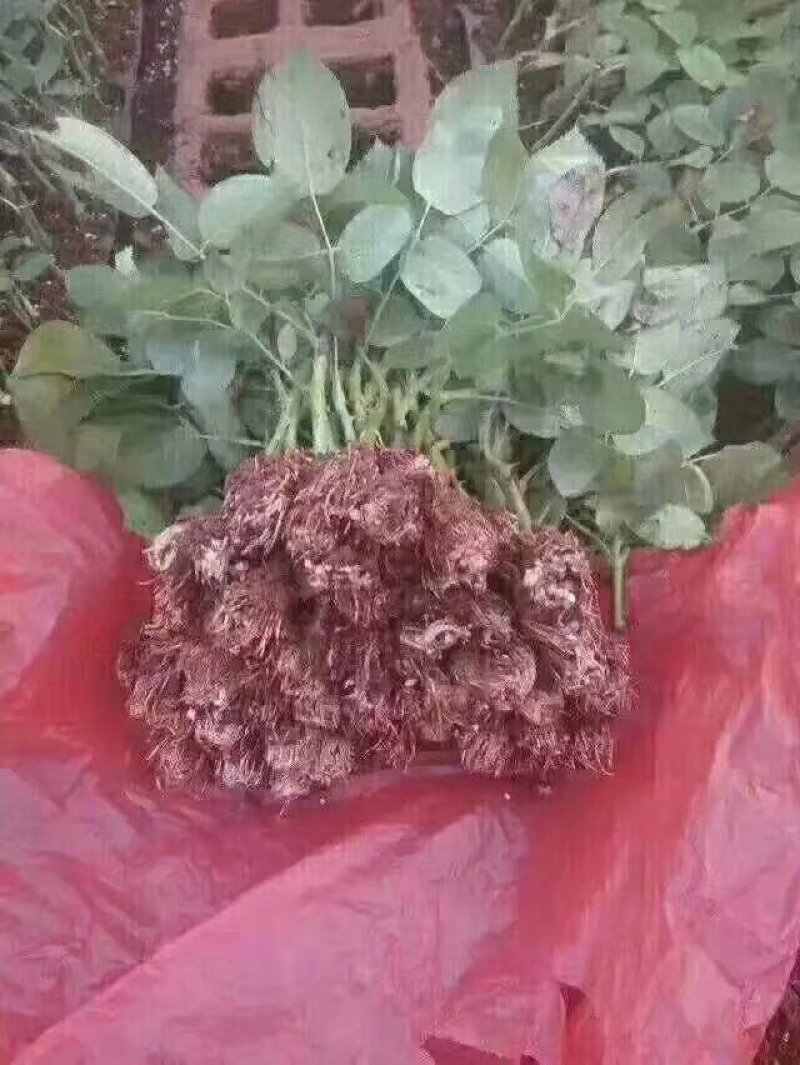 正品红玫瑰四季开花，花朵大，花瓣厚，一年四季可栽假一赔百