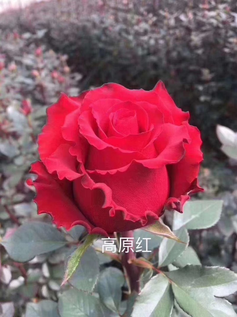 正品红玫瑰四季开花，花朵大，花瓣厚，一年四季可栽假一赔百