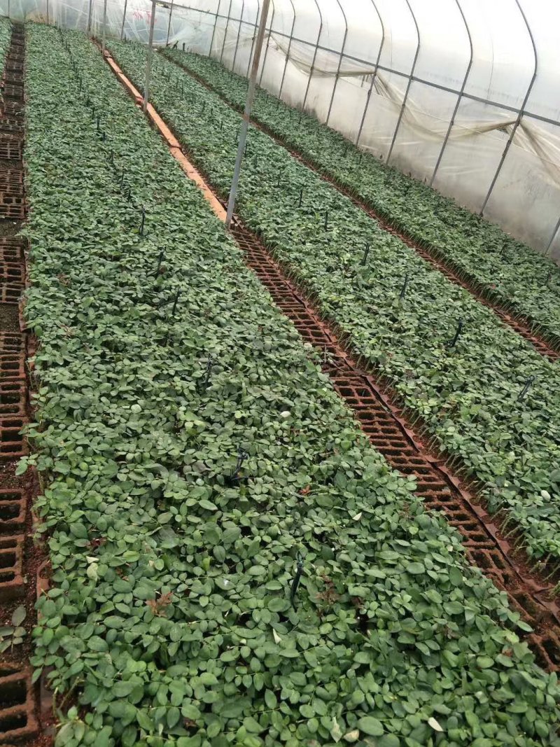 正品红玫瑰四季开花，花朵大，花瓣厚，一年四季可栽假一赔百