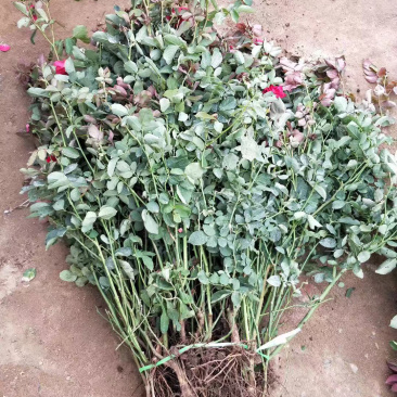带杯红帽月季花路边绿化苗地栽丰花月季四季常青工程用苗