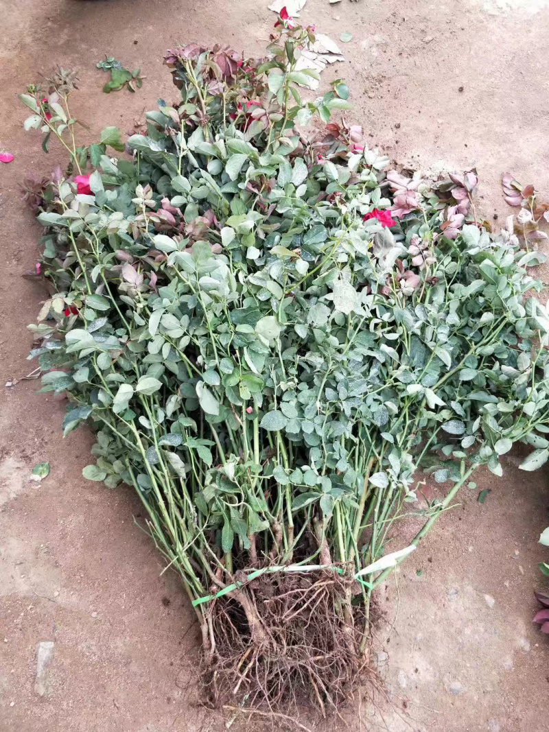 带杯红帽月季花路边绿化苗地栽丰花月季四季常青工程用苗