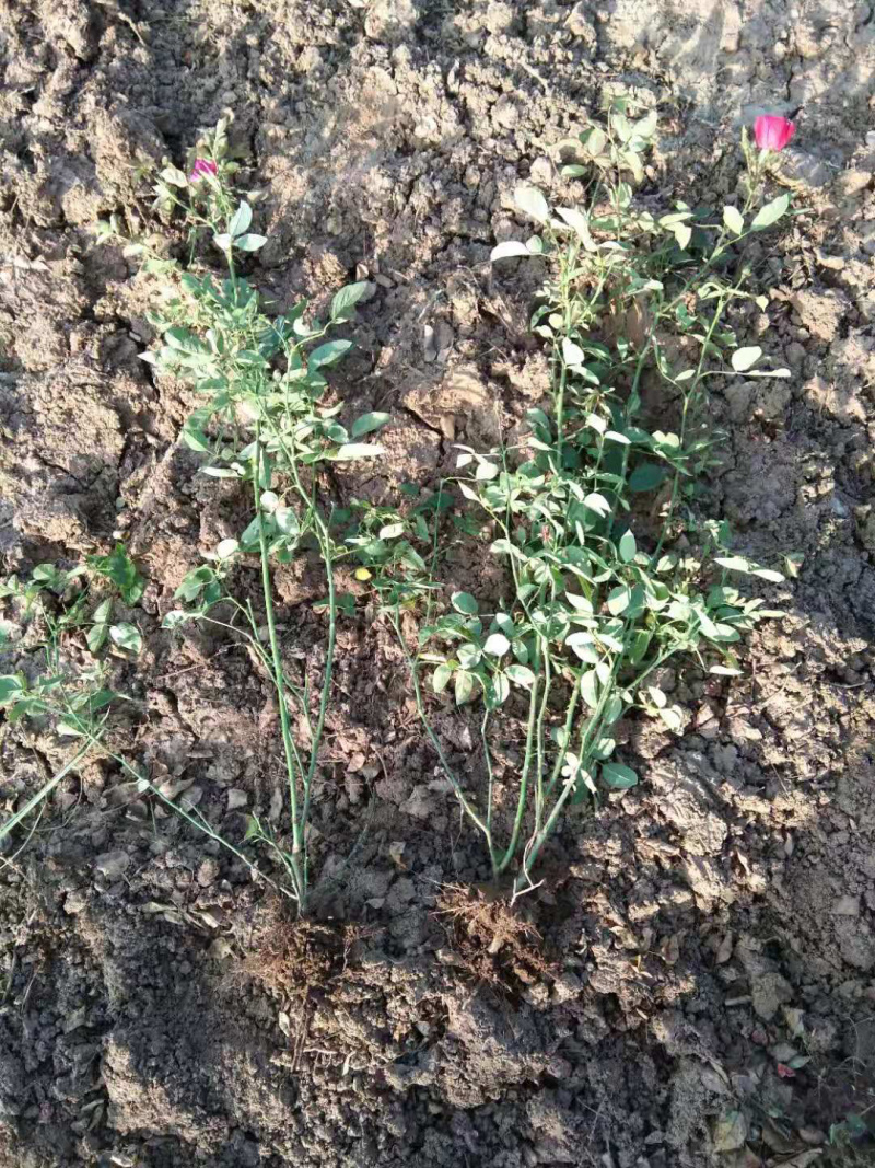 带杯红帽月季花路边绿化苗地栽丰花月季四季常青工程用苗