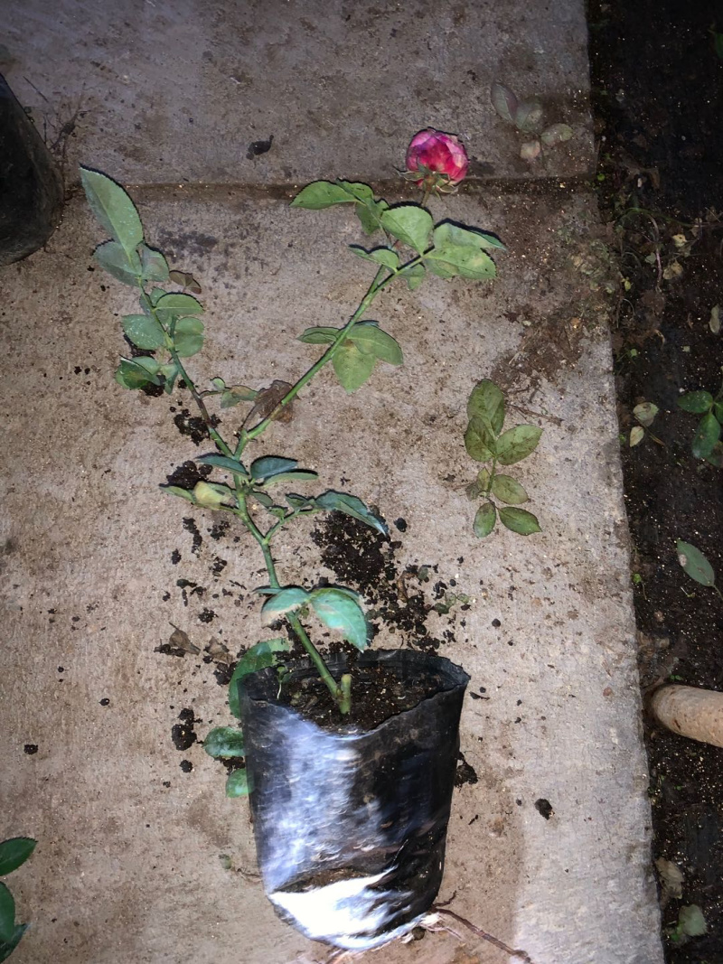 带杯红帽月季花路边绿化苗地栽丰花月季四季常青工程用苗