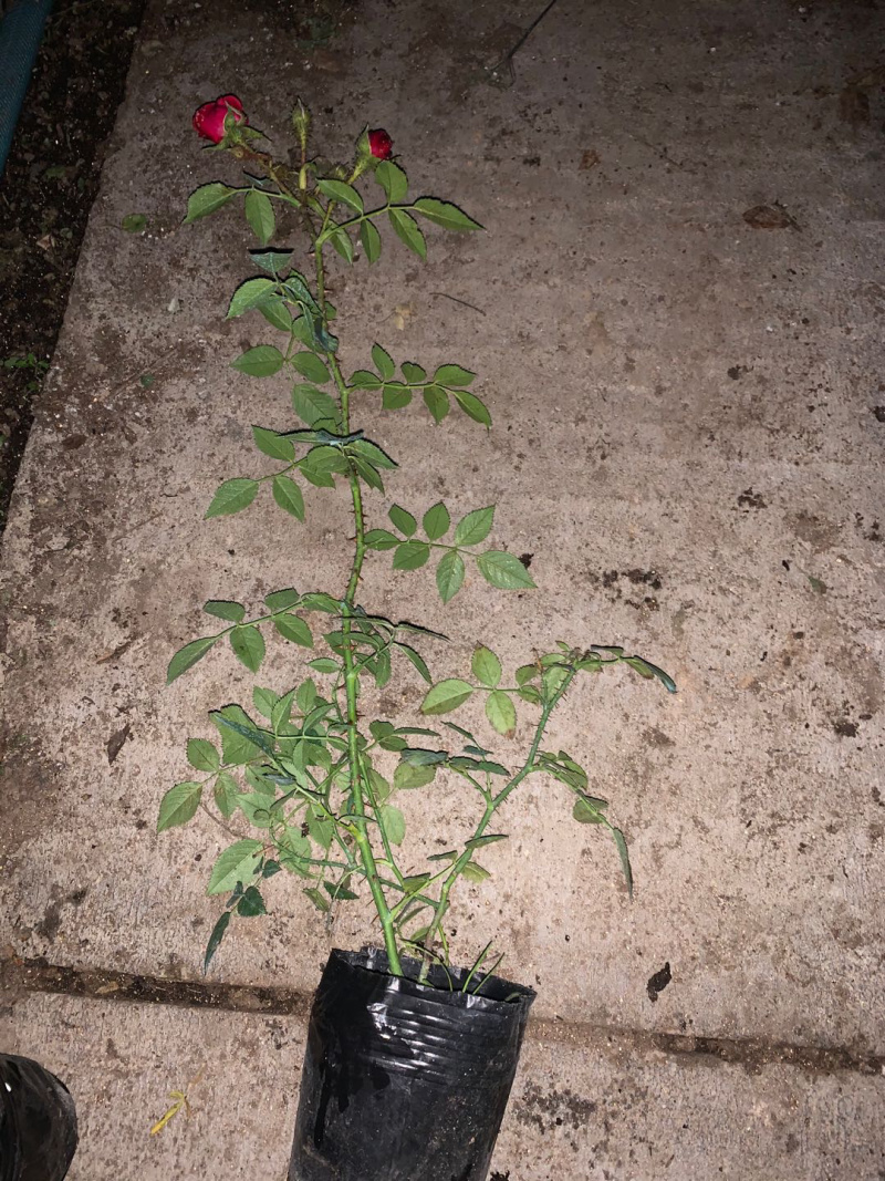 带杯红帽月季花路边绿化苗地栽丰花月季四季常青工程用苗