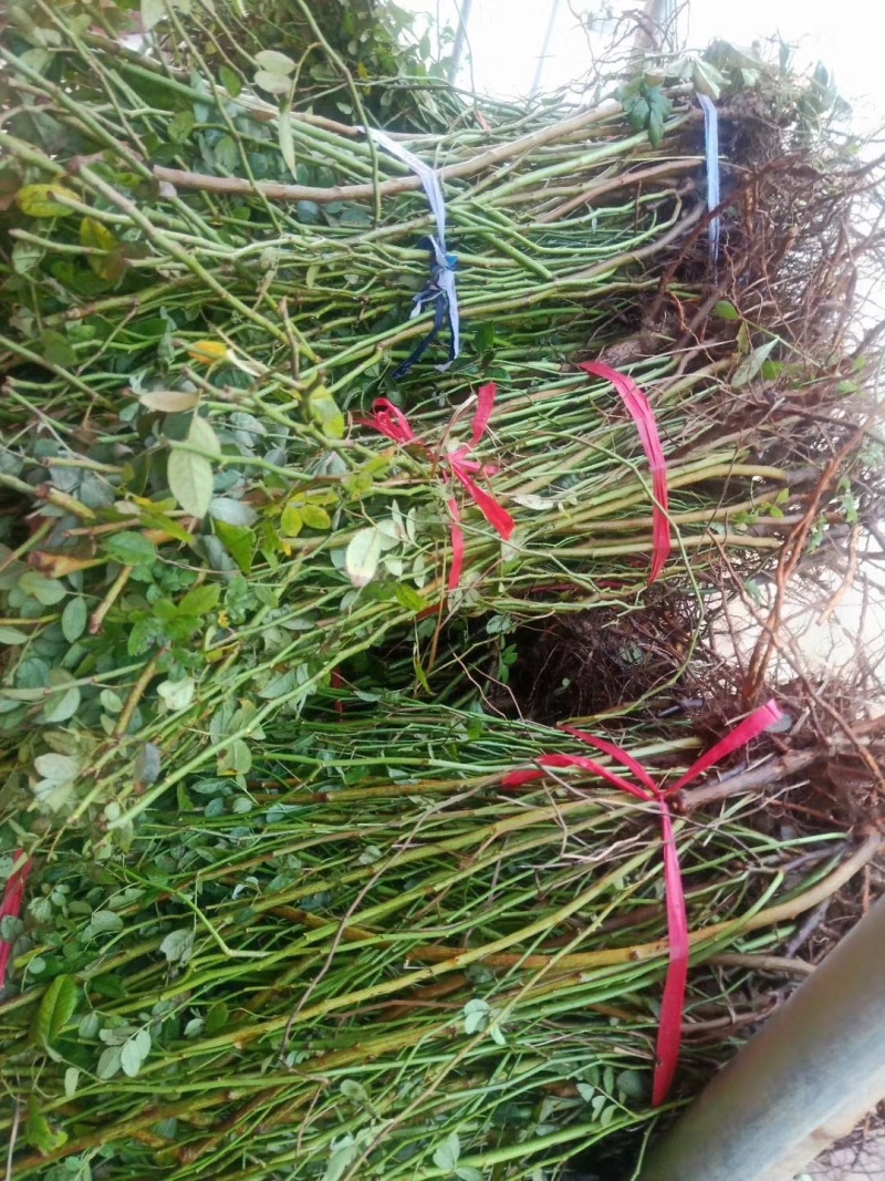 藤本绿化苗木蔷薇花苗四季常青花多耐寒好养活现起