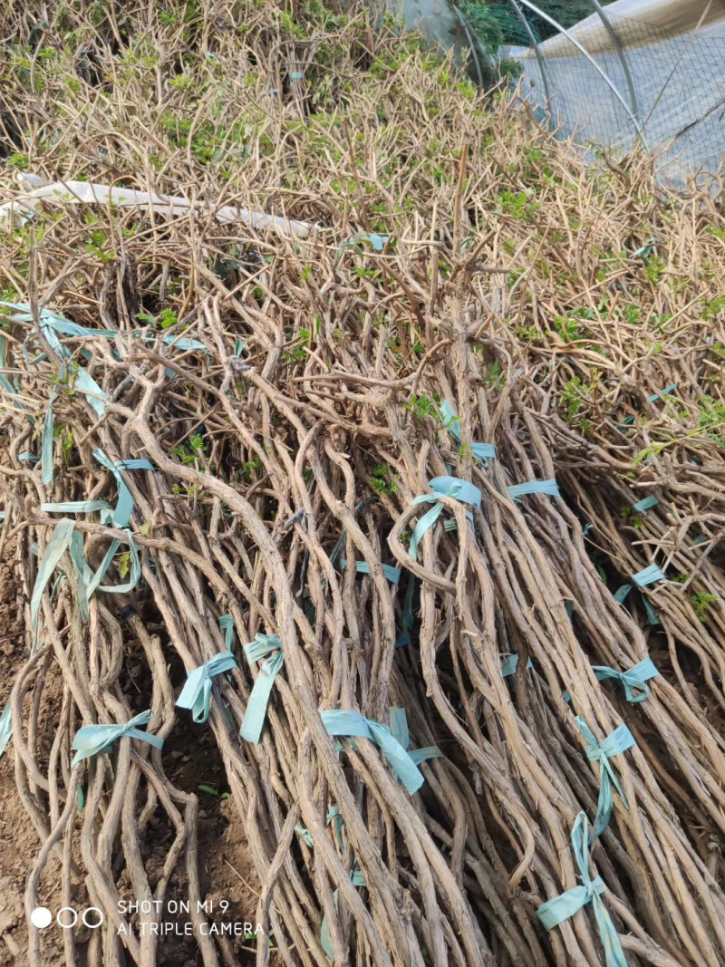 藤本苗木凌霄花苗美国凌霄绿化工程用苗耐寒好活红花