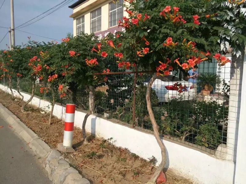 藤本苗木凌霄花苗美国凌霄绿化工程用苗耐寒好活红花