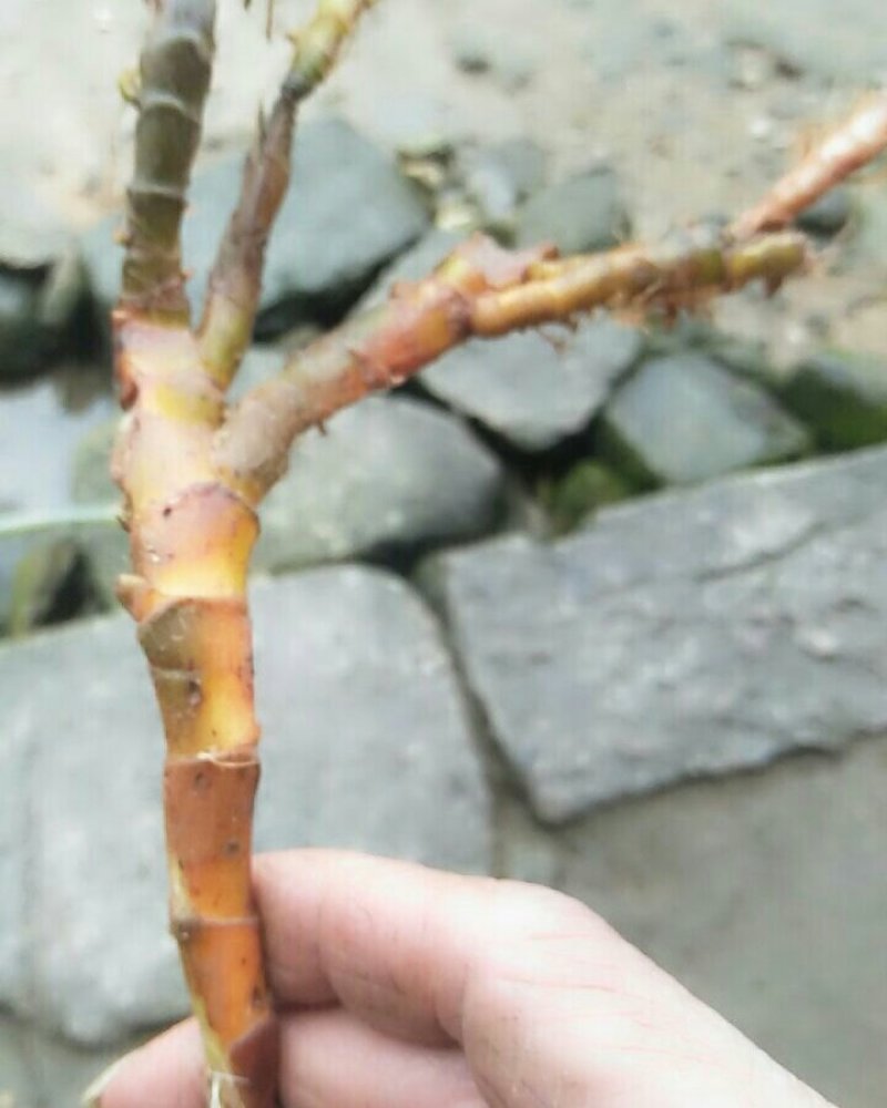 石菖蒲鲜货不是很多欢迎各位