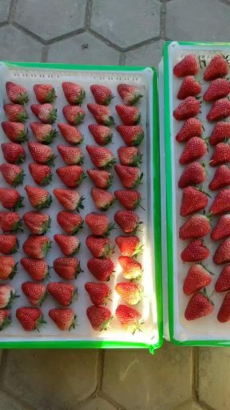 甜宝，草莓现在大量上市