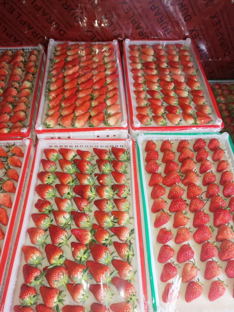 甜宝，草莓现在大量上市