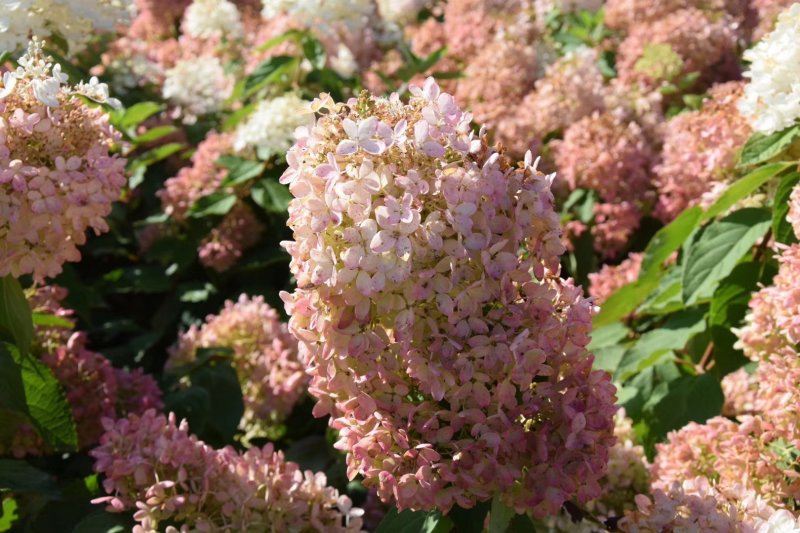 木绣球圆锥绣球花大花水桠木扦插小苗规格全量大从优