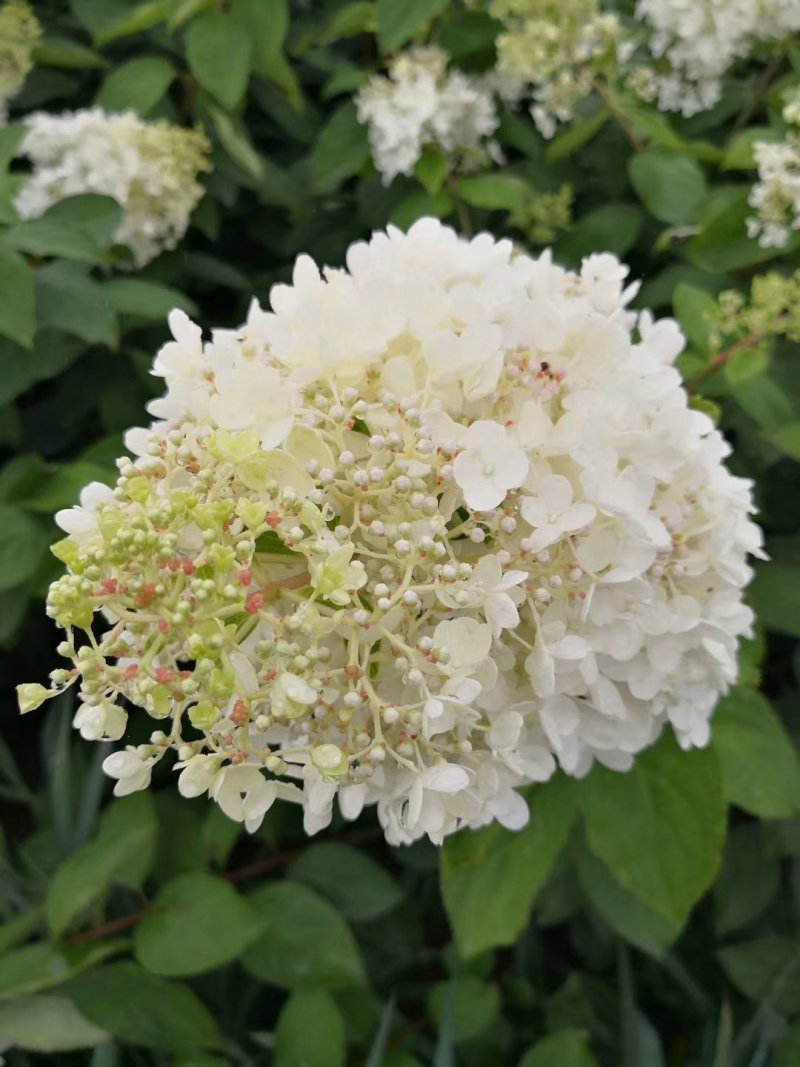木绣球圆锥绣球花大花水桠木扦插小苗规格全量大从优