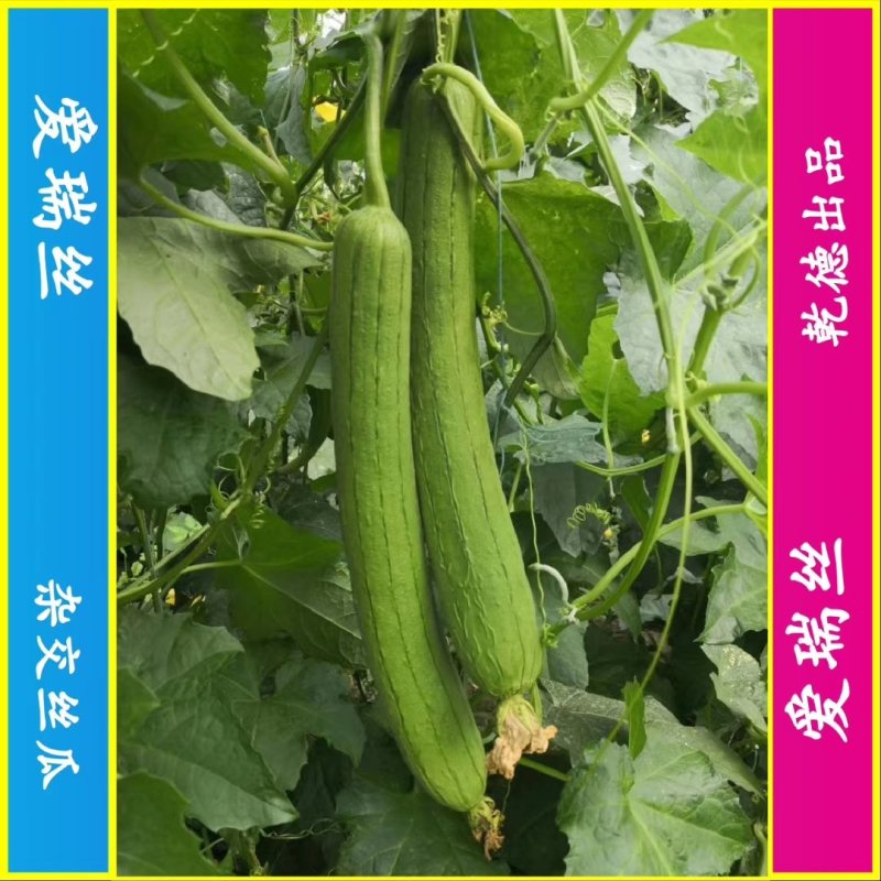 【包邮】乾德爱瑞丝杂交丝瓜种子肉丝瓜春秋茬口蔬菜品种