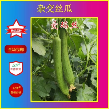 【包邮】乾德爱瑞丝杂交丝瓜种子肉丝瓜春秋茬口蔬菜品种