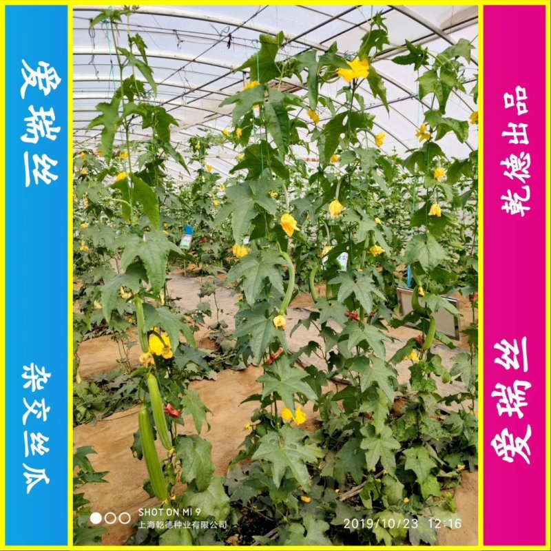 【包邮】乾德爱瑞丝杂交丝瓜种子肉丝瓜春秋茬口蔬菜品种