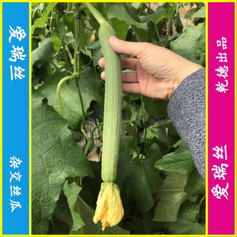 【包邮】乾德爱瑞丝杂交丝瓜种子肉丝瓜春秋茬口蔬菜品种