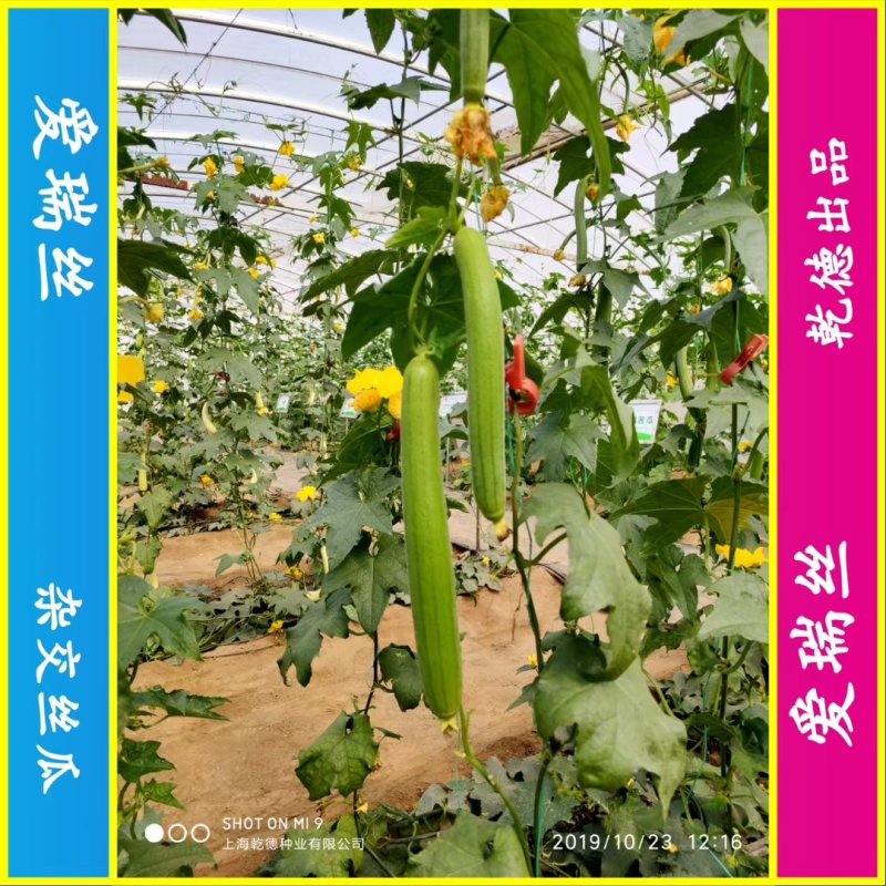 【包邮】乾德爱瑞丝杂交丝瓜种子肉丝瓜春秋茬口蔬菜品种