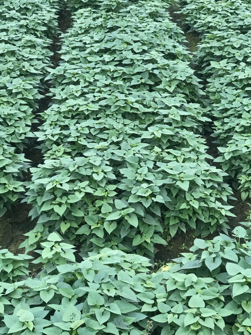 红薯叶长期基地直供，种苗预售