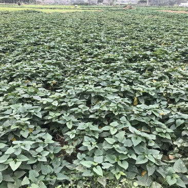 红薯叶长期基地直供，种苗预售