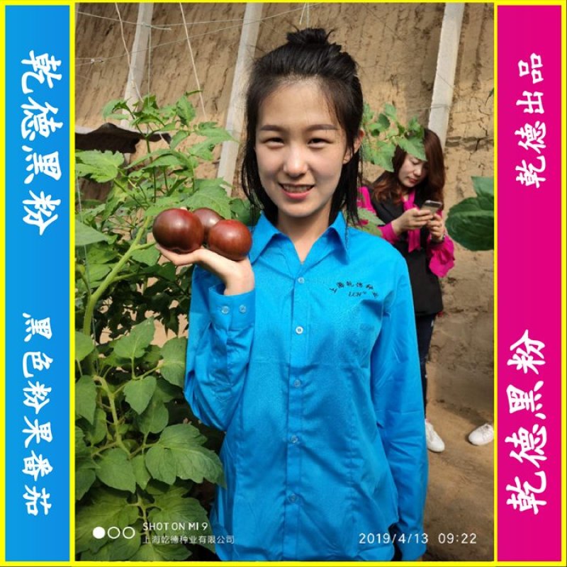 【包邮】乾德黑粉黑粉果番茄种子特色蔬菜春秋栽培