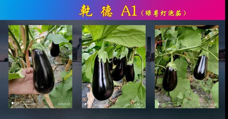 【包邮】乾德A1绿萼灯泡茄种子春秋保护地栽培