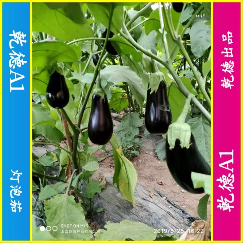 【包邮】乾德A1绿萼灯泡茄种子春秋保护地栽培