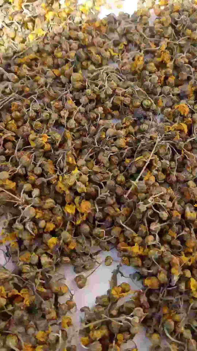 野菊花散装无硫贵州野生货