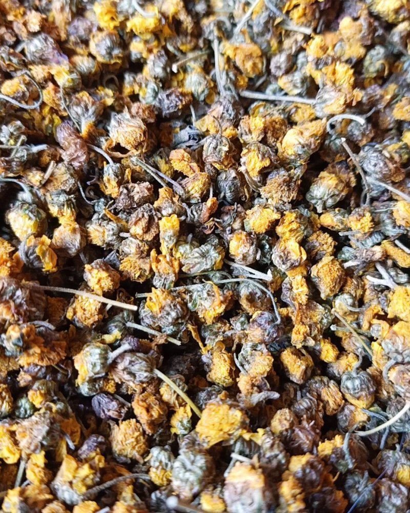 野菊花散装无硫贵州野生货