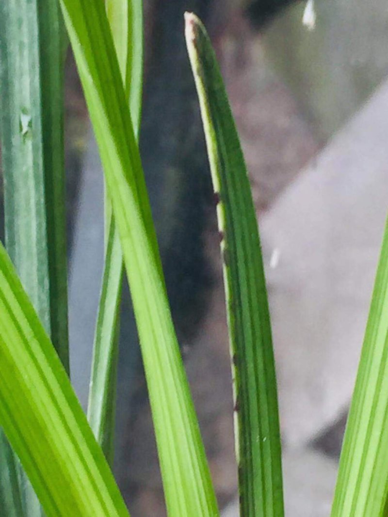 春剑蝶草