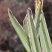 春剑蝶草