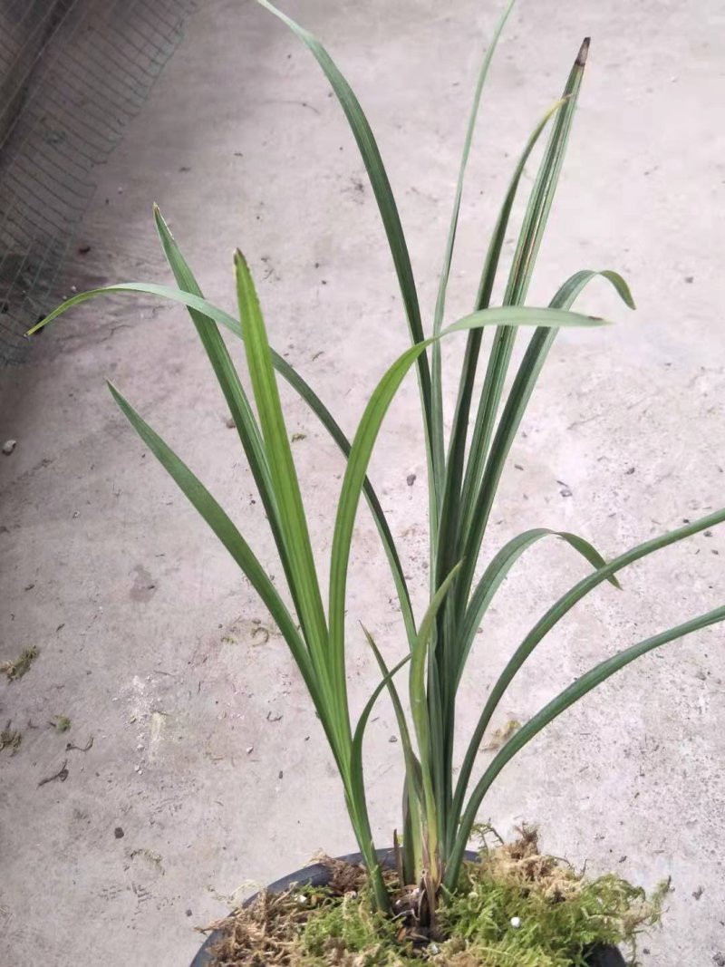 春剑蝶草