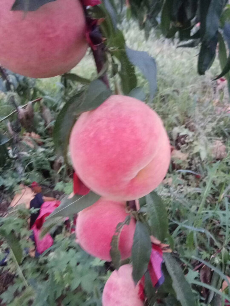 金秋红蜜桃树苗，国庆节前后成熟，口感好，含糖量高