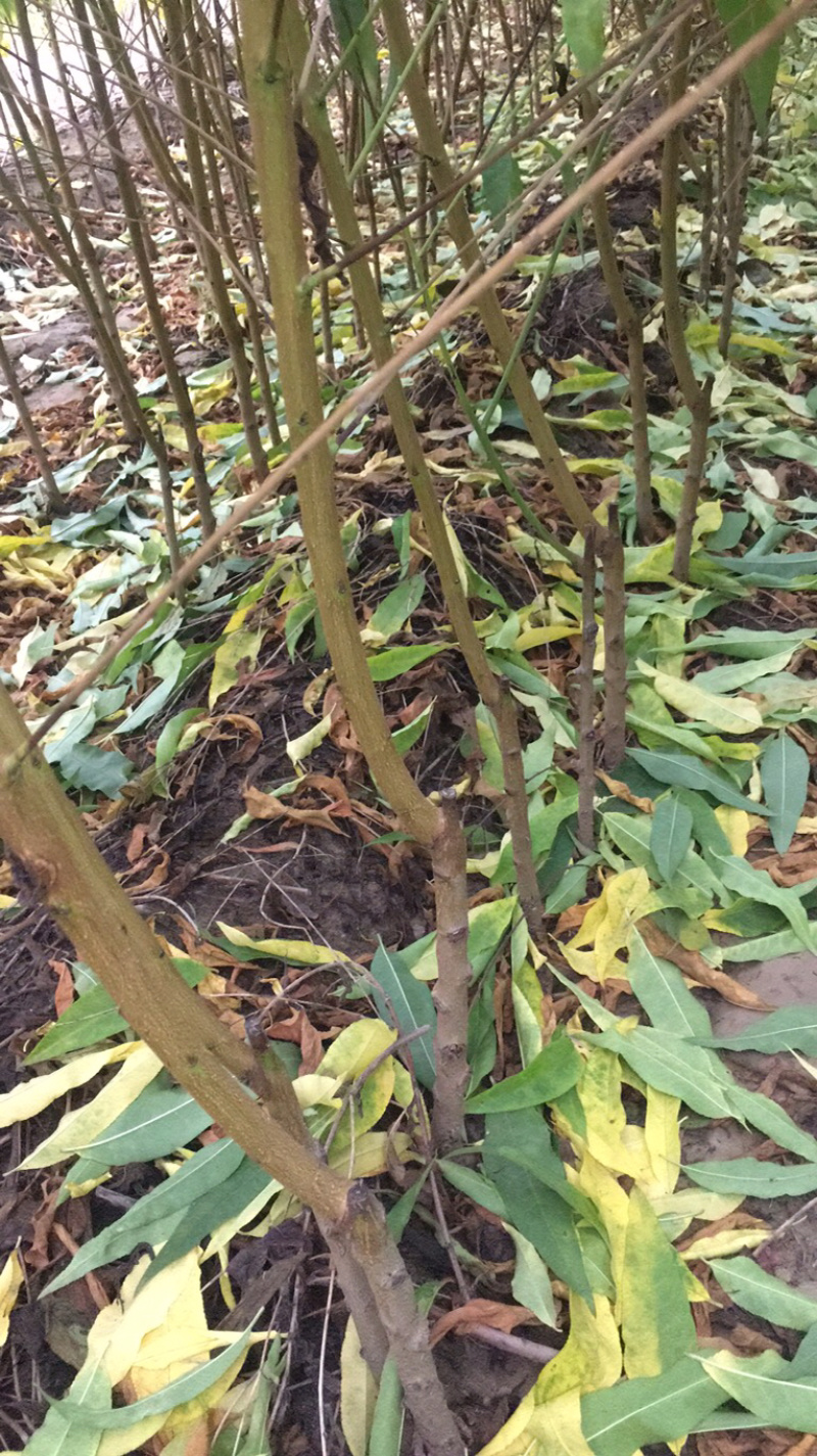 金秋红蜜桃树苗，国庆节前后成熟，口感好，含糖量高