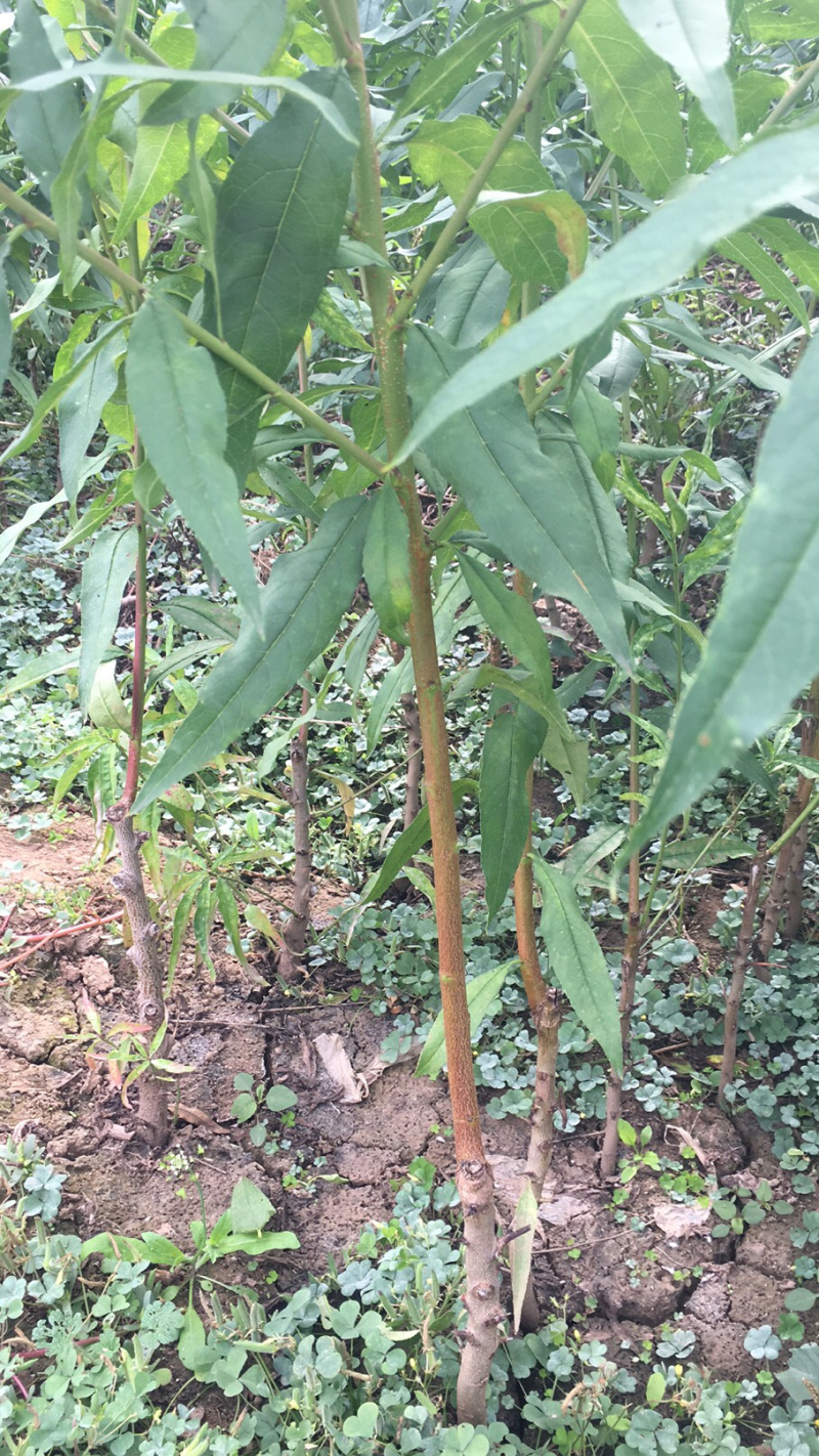 金秋红蜜桃树苗，国庆节前后成熟，口感好，含糖量高