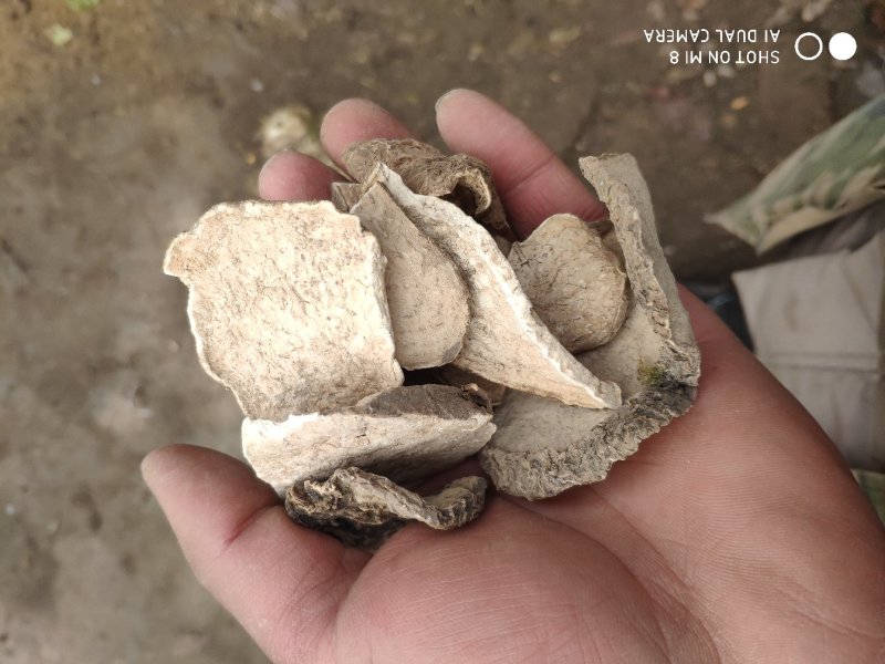 白药子山乌龟山药根货好量大代抓各种药方