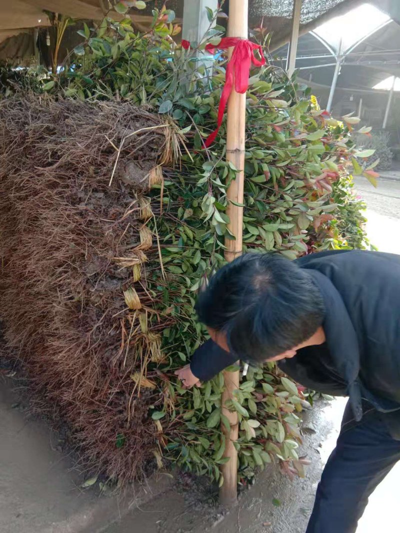 红叶石楠苗