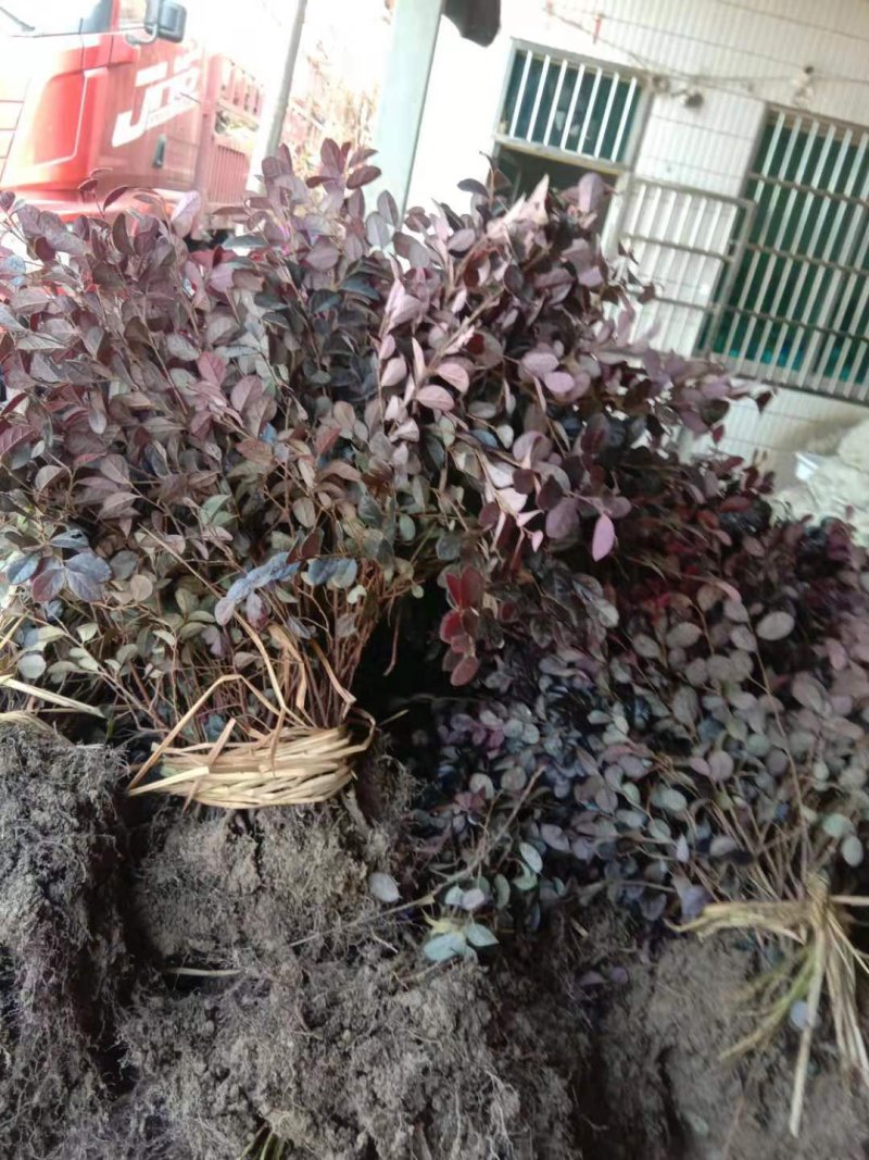 红花檵木苗
