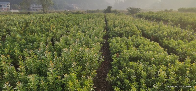 杨梅杯苗营养袋苗成活率高提供种植技术支持量大从优