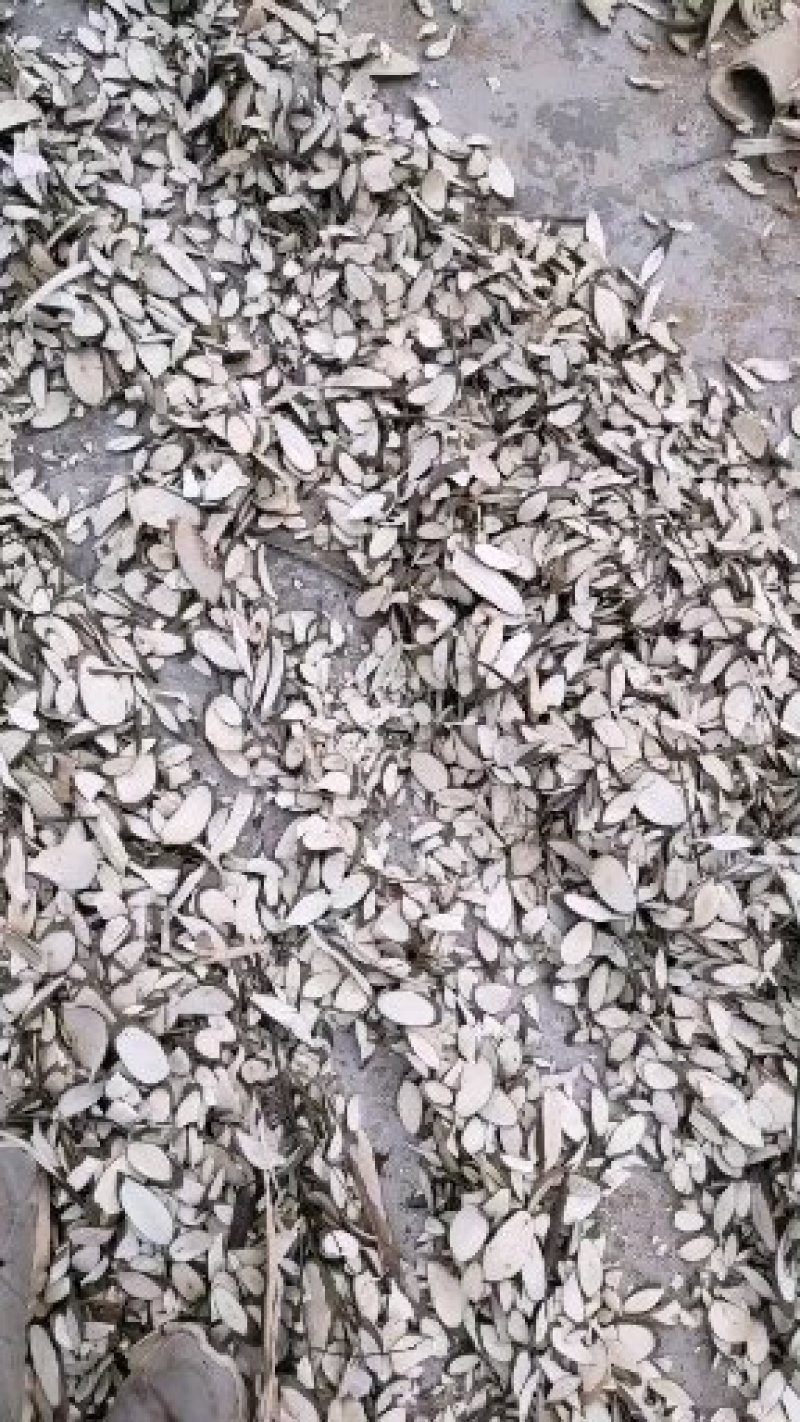 岗梅根（阴枝）含量足，切口靓（大片，薄片）有大货