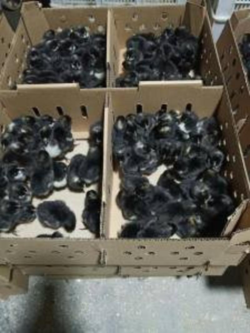 黑芦花鸡鸡苗/厂家直销、质量保证包运输成活