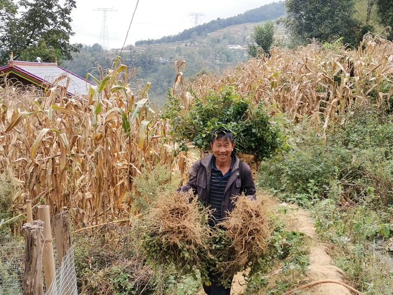 专业种植加工销售金银花10多年余年，友谊第一生意第二