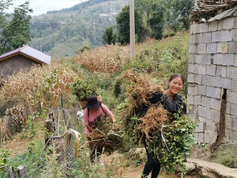 专业种植加工销售金银花10多年余年，友谊第一生意第二