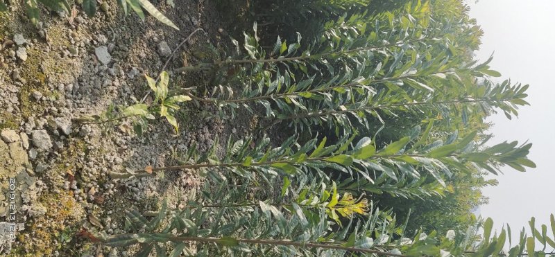 杨梅苗产地直供优质杨梅拐弯苗绿化苗，提供种植技术支持