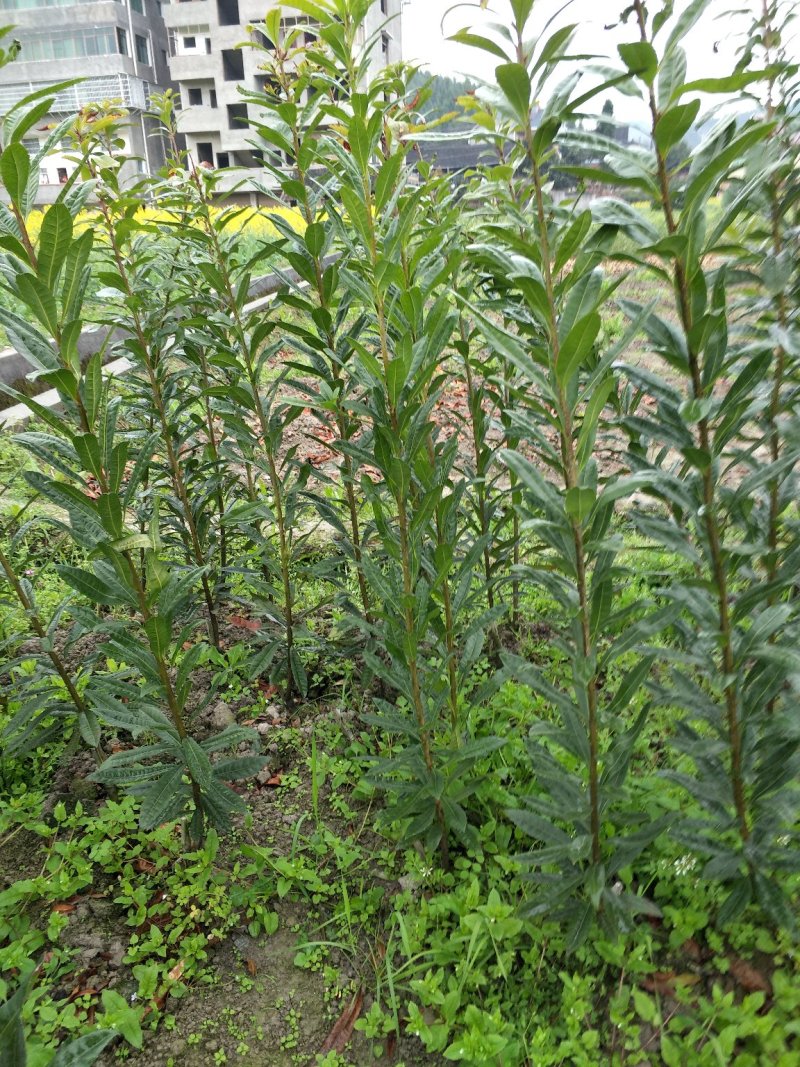 杨梅苗产地直供优质杨梅拐弯苗绿化苗，提供种植技术支持