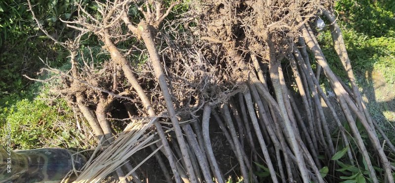 杨梅苗产地直供优质杨梅拐弯苗绿化苗，提供种植技术支持